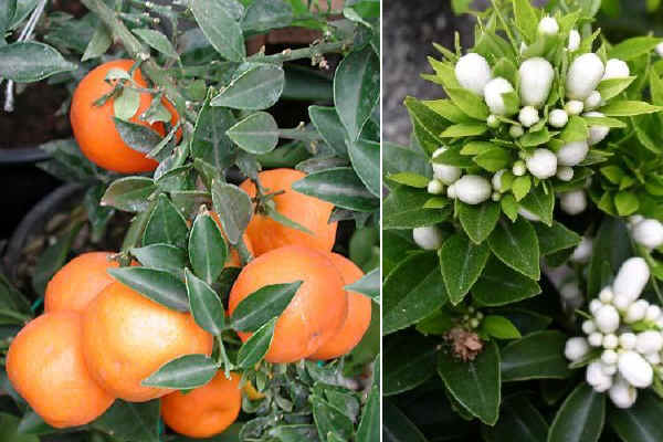 Frutti e fiori di Chinotto 