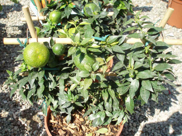 Pianta in vaso di Chinotto Citrus myrtifolia Raf.