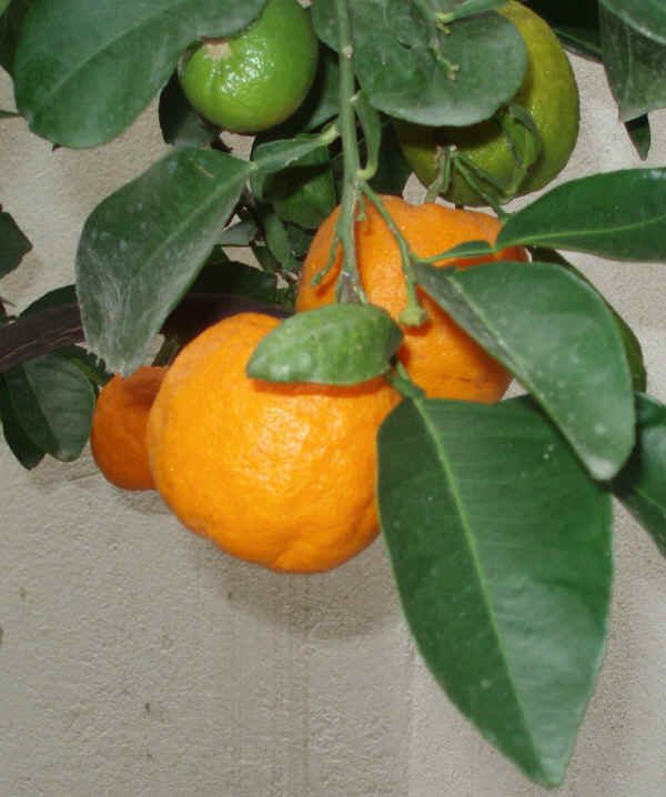 Arancio amaro  - Citrus aurantium L.