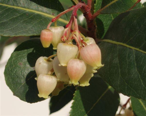 Fiori di Corbezzolo