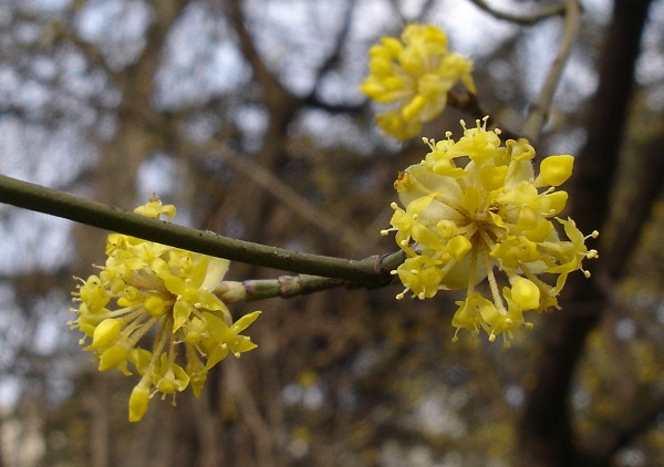 Fiori e frutti di Corniolo (Corniole)