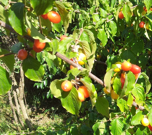 Fiori e frutti di Corniolo (Corniole)