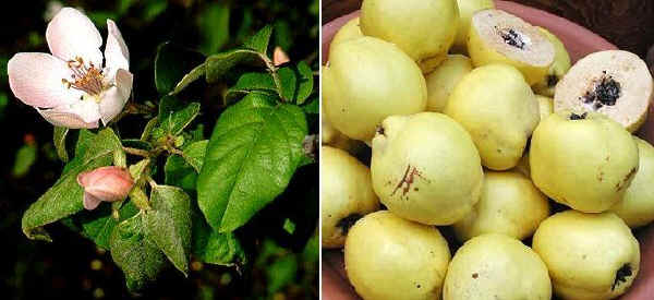 Fiori e frutti di Cotogno 