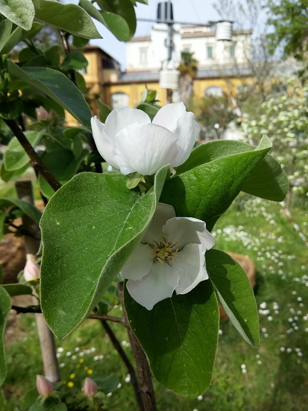 Fiori e frutti di Cotogno 