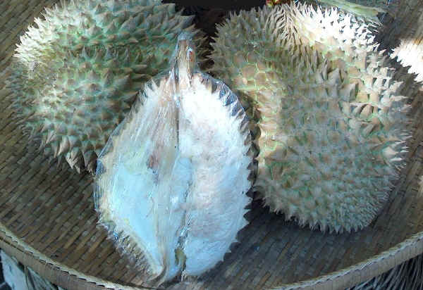 Frutti di Durian