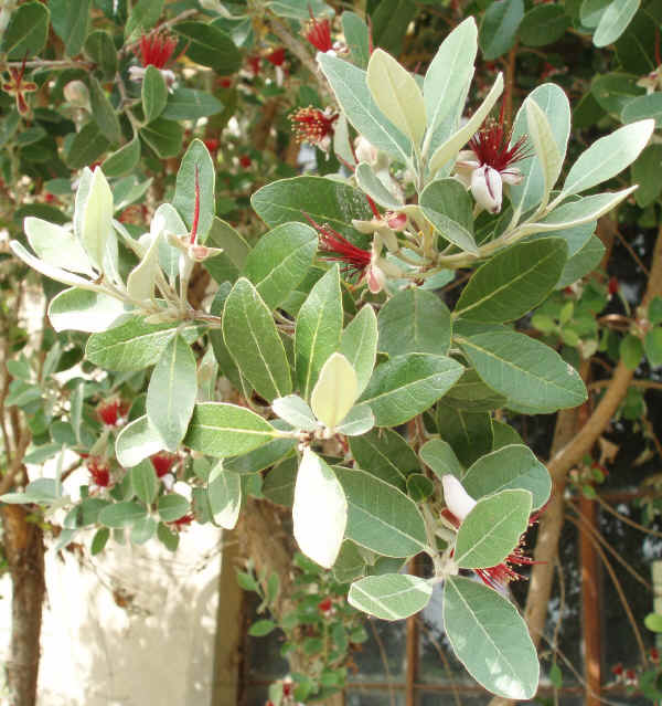 Rametto in fiore di Feijoa