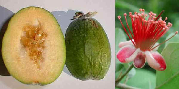 Frutti e fiore di Feijoa