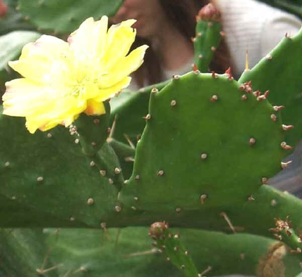 Fiore di Ficodindia - Opuntia ficus-indica L.