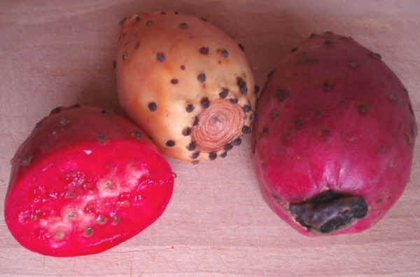 Frutti di Ficodindia - Opuntia ficus-indica L.