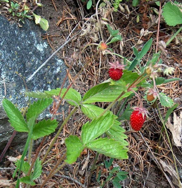 Fragola di bosco (Fragaria vesca)