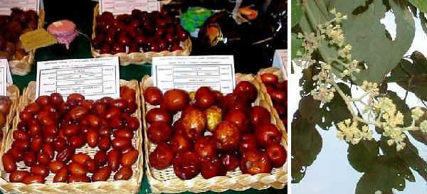 Frutti e fiori di Giuggiolo (Giuggiole)