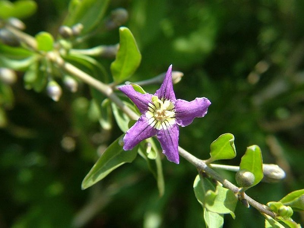 Fiore di Lycium barbarum