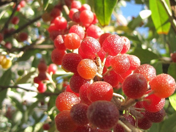 Goumi del Giappone - Silverberry giapponese