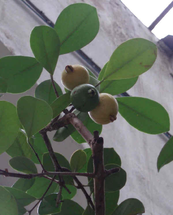 Psidium cattleianum ssp. lucidum