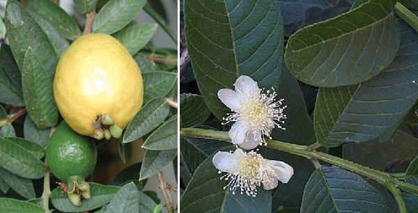 Guava - Psidium guajava