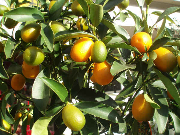 Kumquat ovale - Fortunella margarita