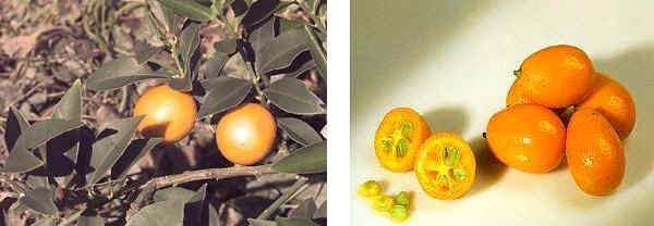 Kumquat rotondo (Fortunella japonica) - Kumquat ovale (Fortunella margarita)