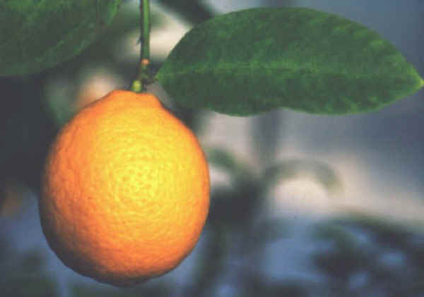 Limone Volkameriano - Citrus volkameriana