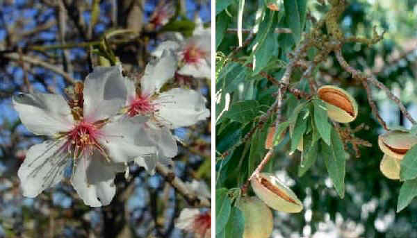 Fiori e frutti di Mandorlo