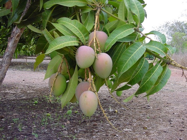 Mango