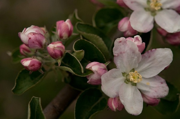 Fiori di Melo