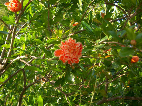 Fiore di Melograno