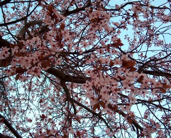 Fiori di Prunus cerasifera Ehrh. Cultivar Pissardii 