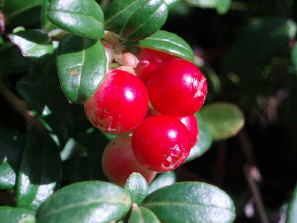 Frutti di Mirtillo rosso (Vaccinium vitis idaea) 