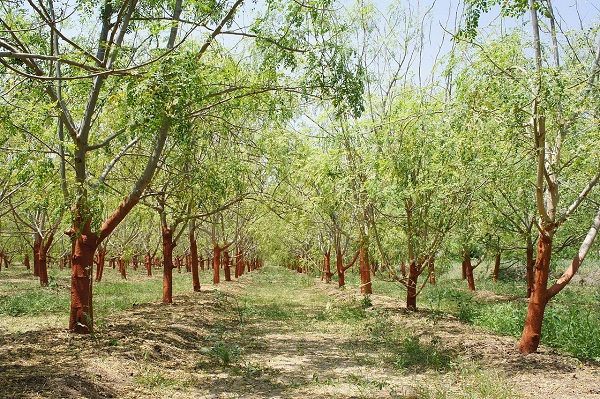 Moringa