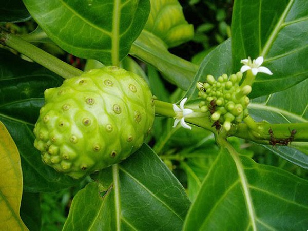 Noni