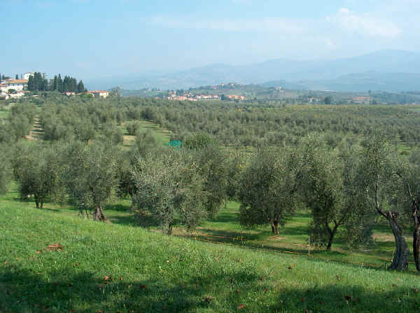 Oliveto in Toscana