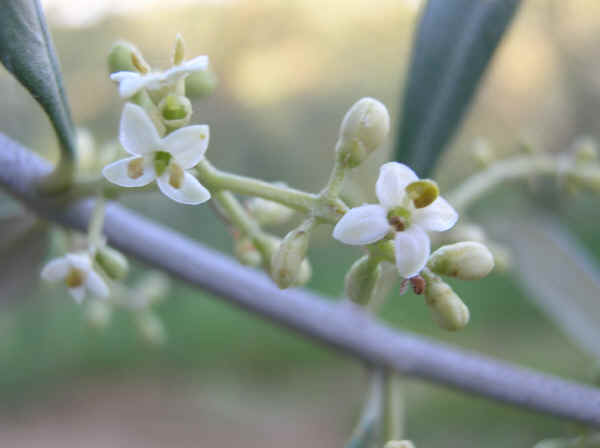 Fiori	di Olivo Mignola