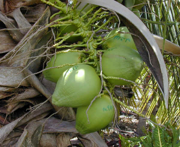 Noci di cocco sulla pianta