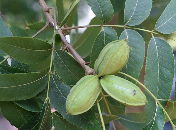 Frutti e gherigli di Pecan