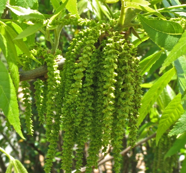 Frutti e gherigli di Pecan