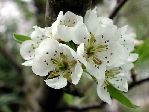 Fiori di Pero