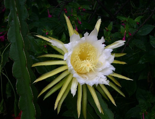 Frutti di Pitahaya o Pitaya a polpa bianca