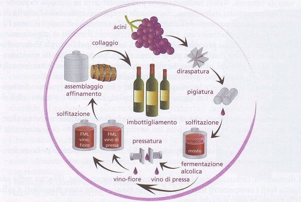 Trasformazione uva-vino