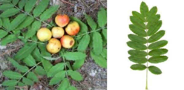 Frutti (sorbole) e foglia di Sorbo