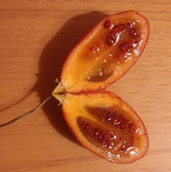 Frutto di Tamarillo 