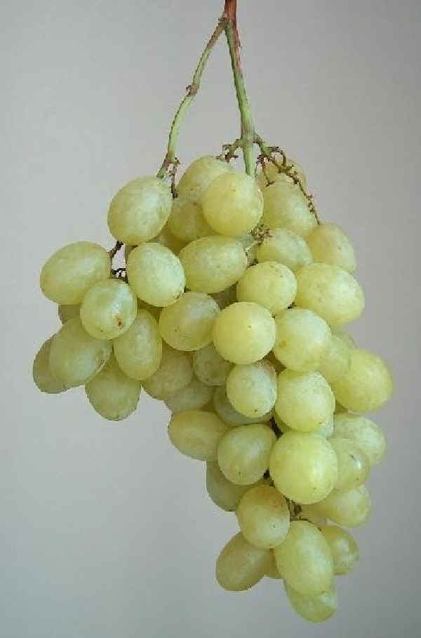 Grappolo di uva da tavola "Italia"