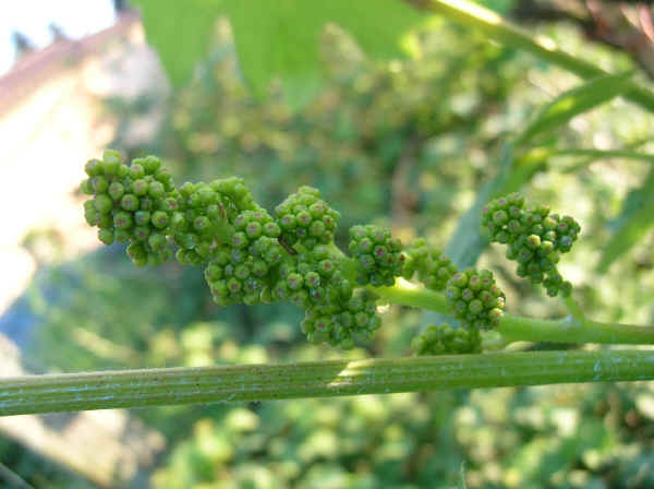 Grappolino di Vite