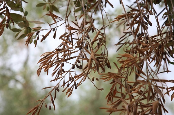 Xylella fastidiosa