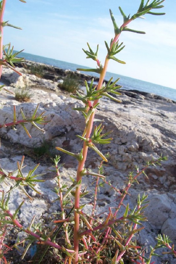 Agretti o Barba di frate