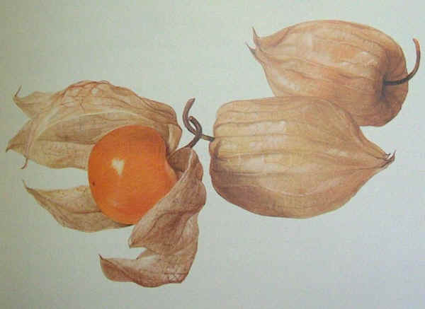 Alchechengio - Physalis spp. 