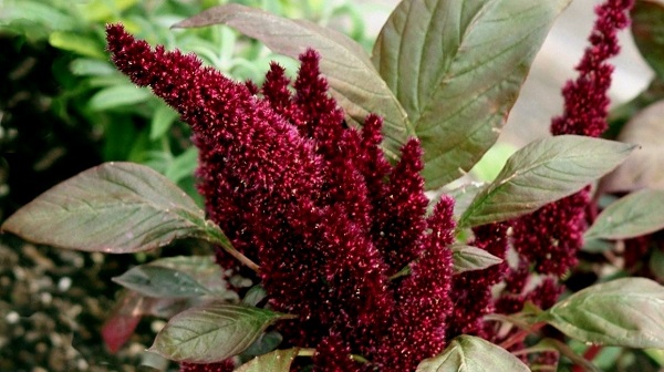 Amaranthus Amaranthus hypocondriacus