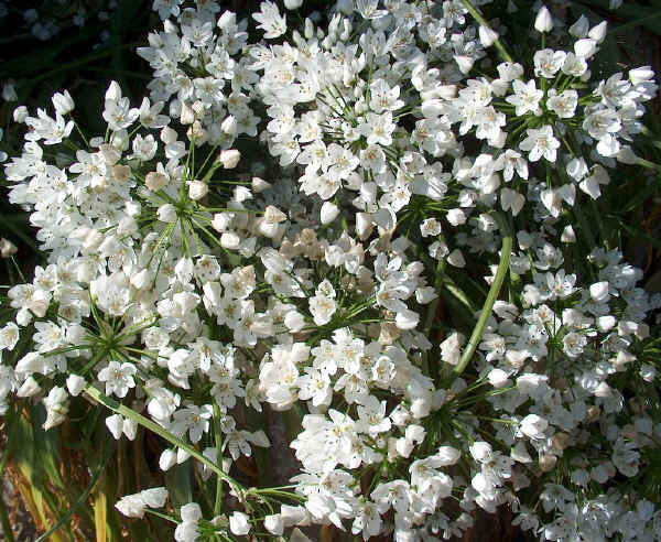 Fiori di Aglio - Allium sativum L.