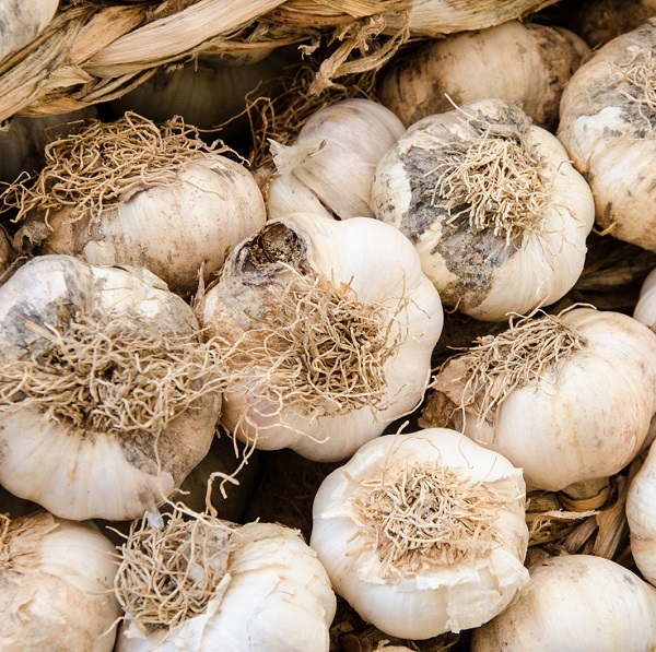 Fiori di Aglio - Allium sativum L.