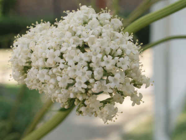 Fiori di Arcangelica - Angelica archangelica L.