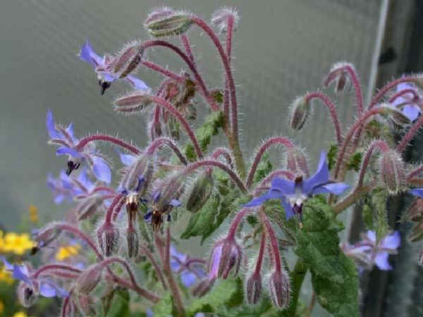 Fiori di Borragine - Borago officinalis L.